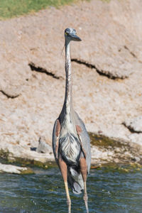 Bird perching on a lake