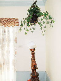 Close-up of potted plant on table against wall at home