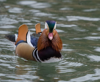 Duck swimming in lake