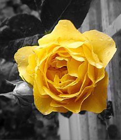 Close-up of yellow rose