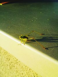 Close-up of insect