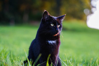 Portrait of a black cat on field