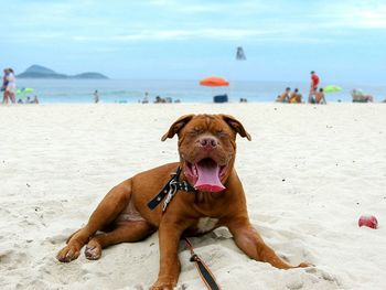 Full length of dog sitting on beach against sky