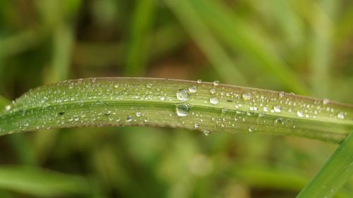 Close-up of dew drops on grass