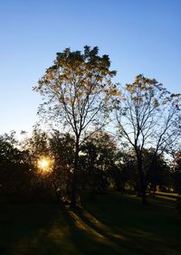 Sun shining through trees