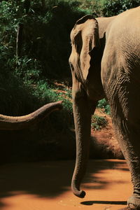 Close-up of elephant