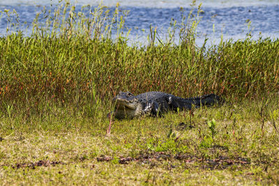 American alligator on field by lake