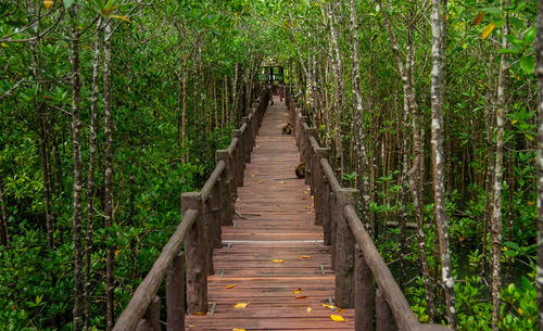 Rear view of man walking on boardwalk in forest