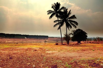 Palm trees growing on field against sky