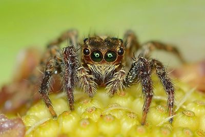 Close-up of spider