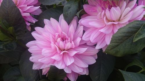 Close-up of pink flowers blooming outdoors