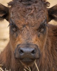 Close-up portrait of a horse