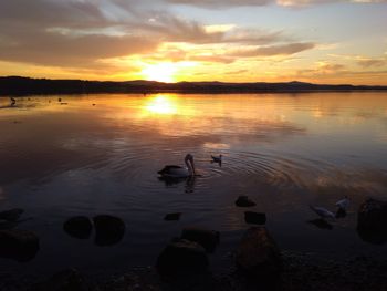 View of ducks swimming in lake during sunset