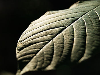 Macro shot of leaf