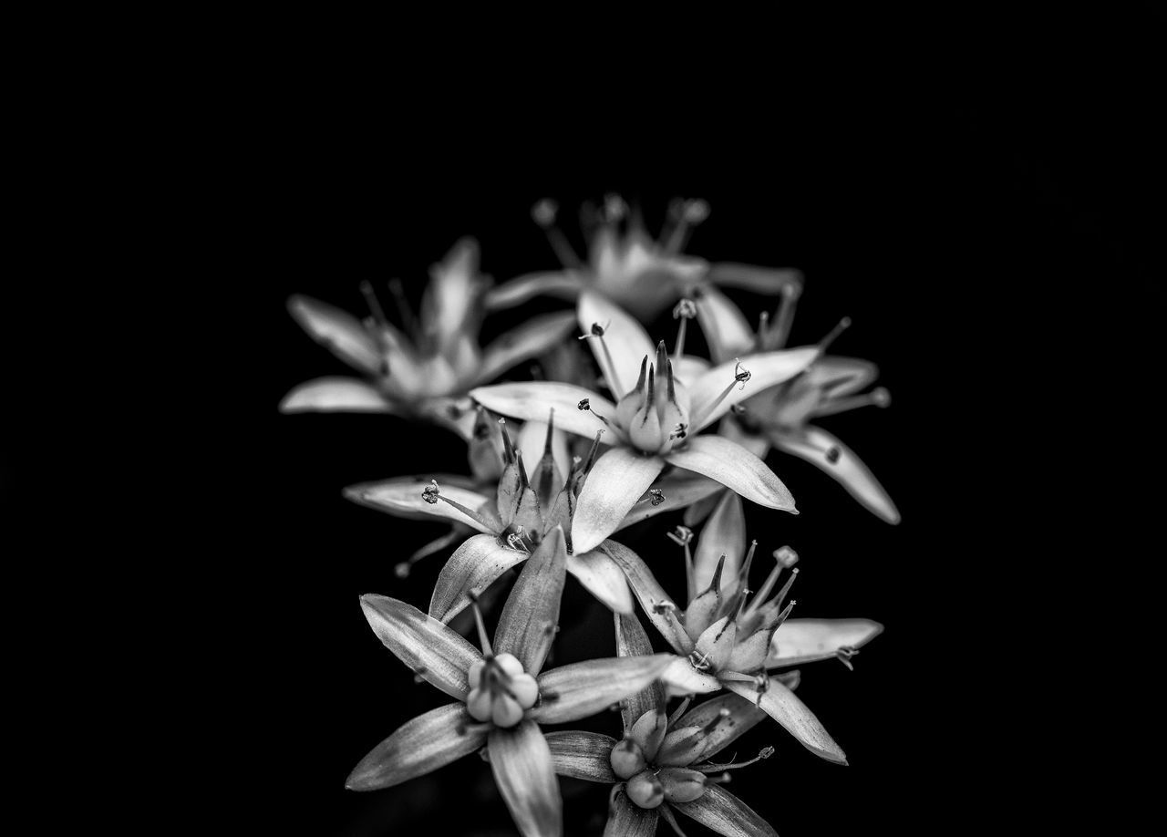 CLOSE-UP OF ROSE AGAINST BLACK BACKGROUND