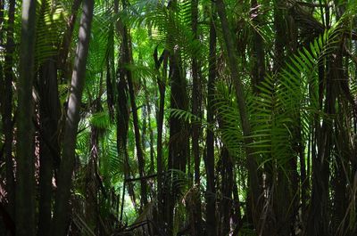 Bamboo trees in forest