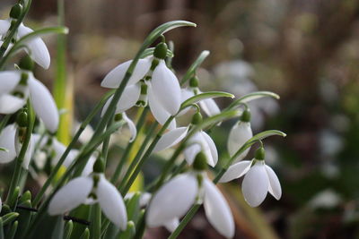 Close-up of white flowering plant