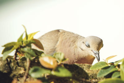 Close-up of a bird