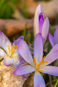 Close-up of purple crocus flowers