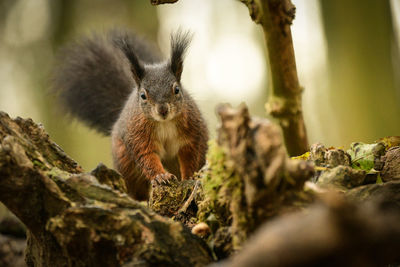 Close-up of squirrel on tree trunk