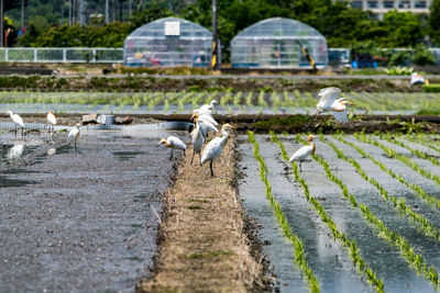 Birds in water