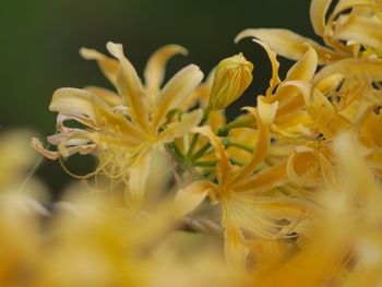 Close-up of yellow flowers blooming outdoors