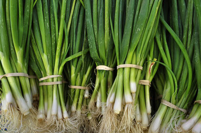 Close-up of green onions