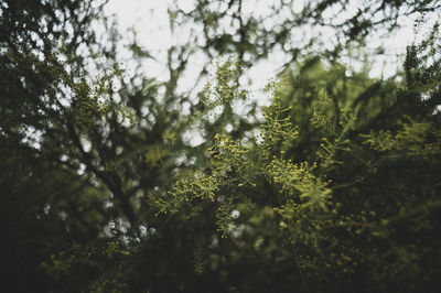 Low angle view of trees against sky