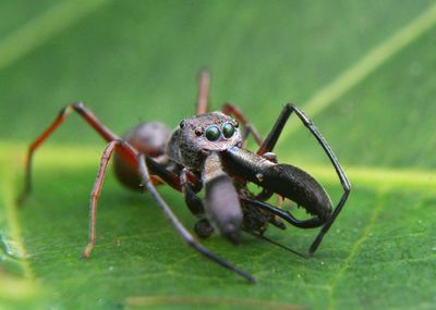 Close-up of spider on leaf