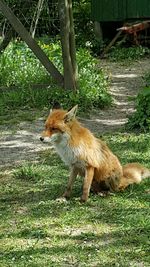 Dog standing on grassy field