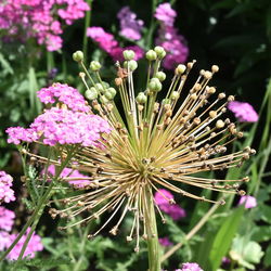 Close-up of pink flowers