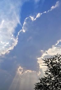 Low angle view of tree against sky