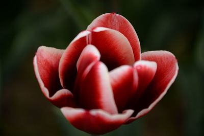 Close-up of red tulip