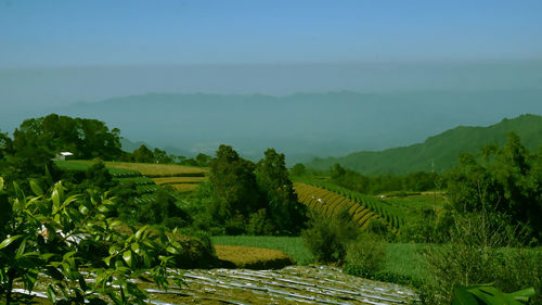 Scenic view of agricultural field against sky