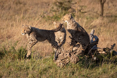 Close-up of cheetahs playing on field