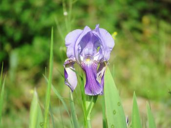 Close-up of purple iris flower on field