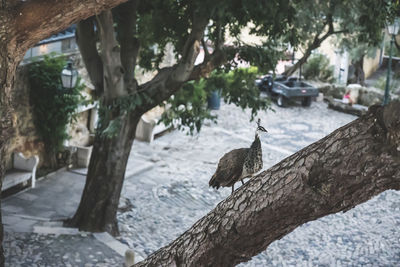 Gray peacock or peahen standing on a branch of tree with blurry backyard background