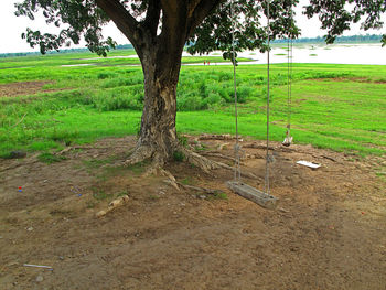 Tree trunk on field