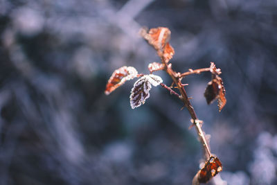 Close-up of flower plant
