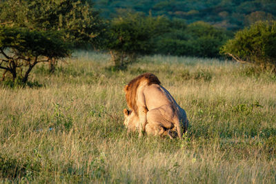 Lioness on grassy field