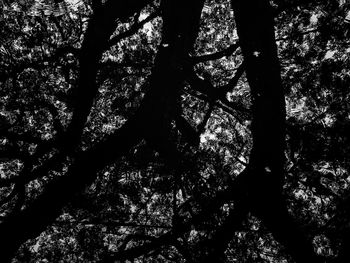 Low angle view of tree