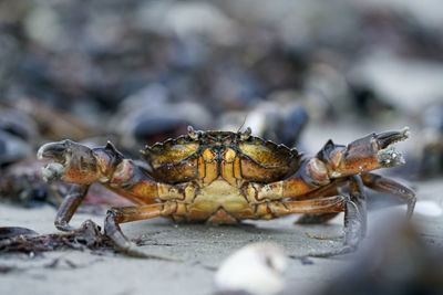 Close-up of  crab