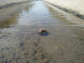 High angle view of crab on beach