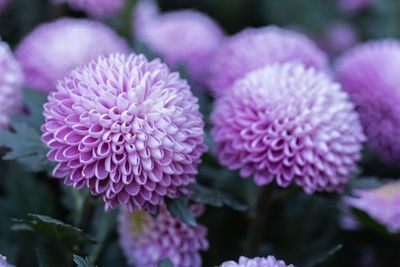 Close-up of pink flowering plant in park