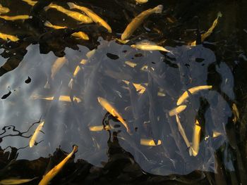 High angle view of yellow and black fishes swimming in pond