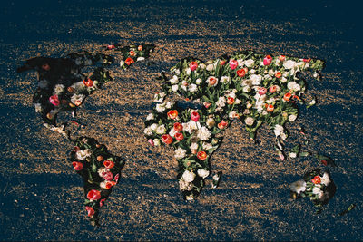 High angle view of flowering plants on field