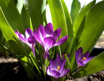 Close-up of flowers blooming outdoors