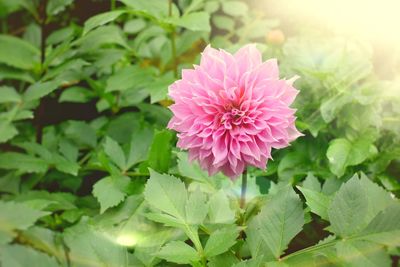 Close-up of pink flowering plant