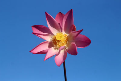 Close-up of pink flower against blue sky