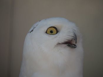 Close-up of a bird